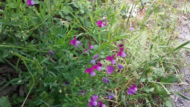 Lathyrus clymenum 1