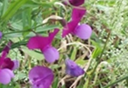 Lathyrus clymenum