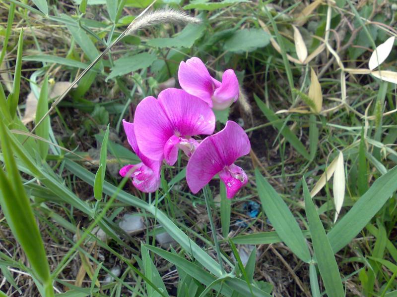 lathyrus