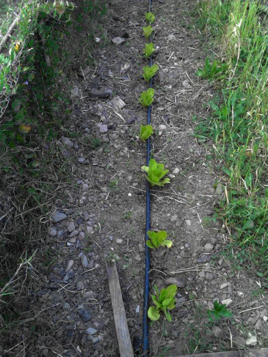 lattughe  maggio 2015