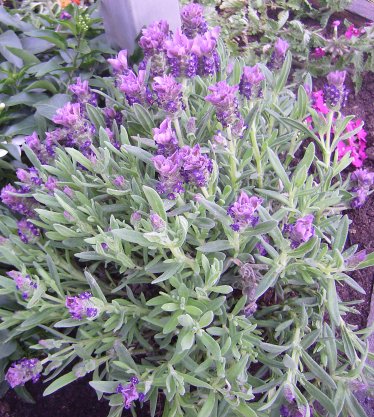 Lavanda (18Aprile)