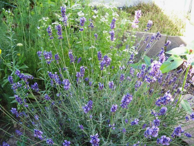 lavanda in fiore