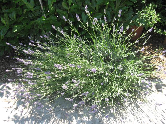 lavanda in fiore