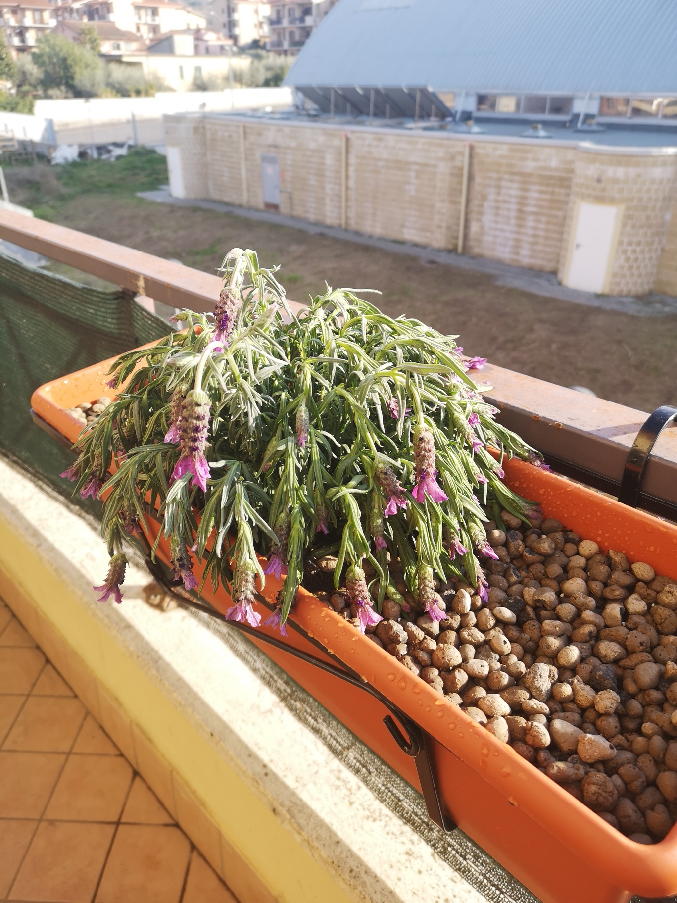 LAVANDA MOSCIA °