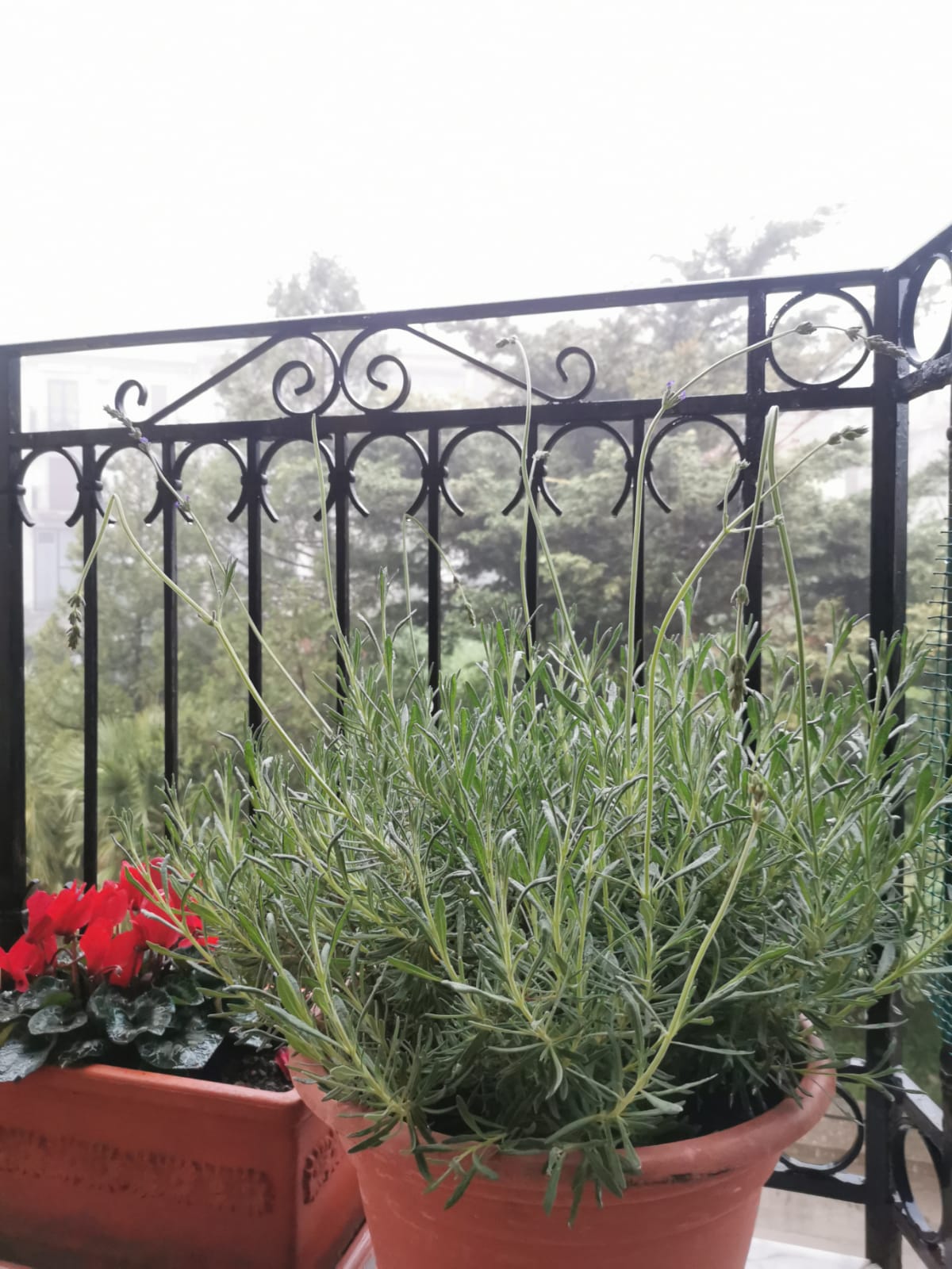 Lavanda: spighette che si piegano