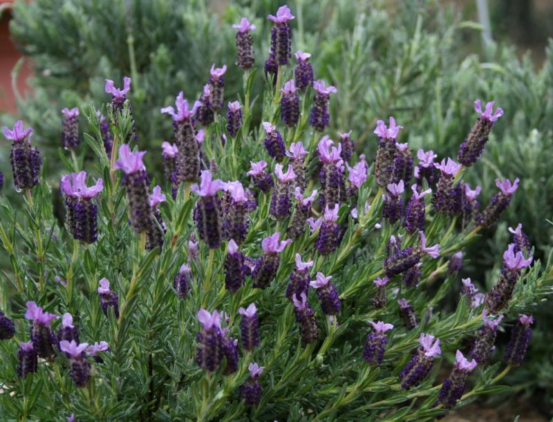 lavanda stoechas