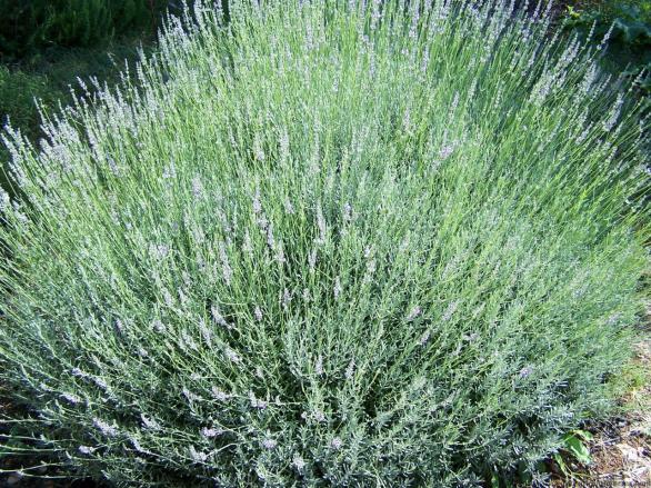 lavanda