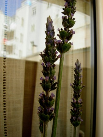 Lavandula dentata serenity.