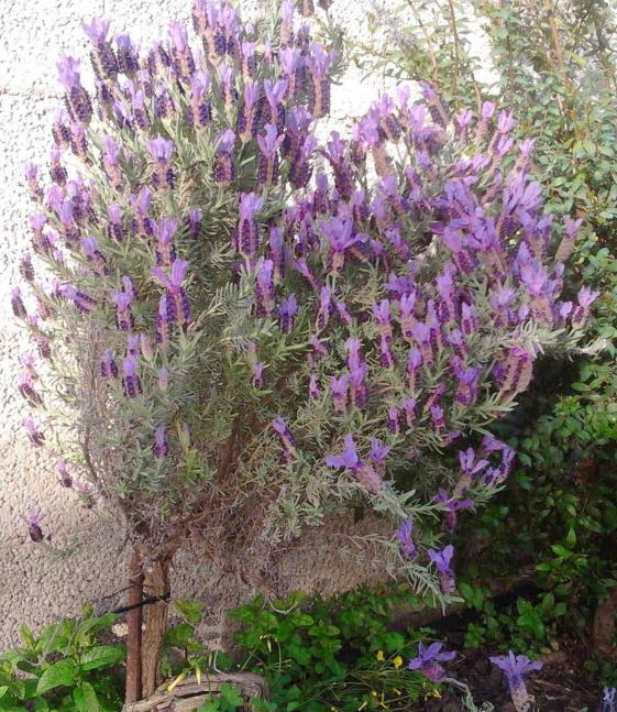 lavandula officinalis