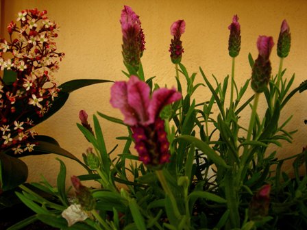 Lavandula stoechas paradiso dark pink.