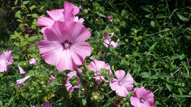 Lavatera trimestris