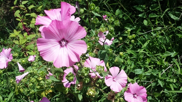 Lavatera Trimestris