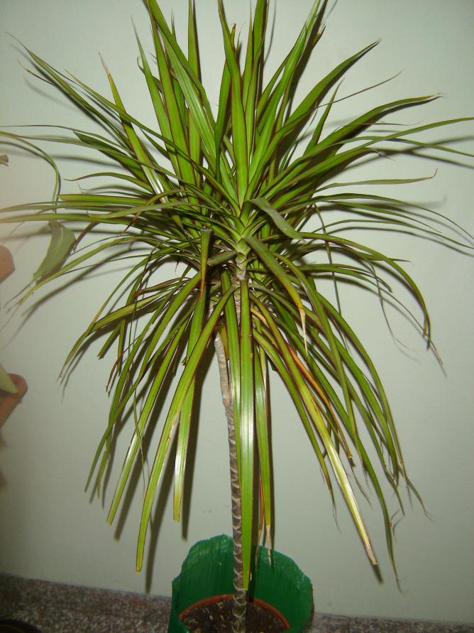 le mie amiche del cuore 002
dracena emarginata