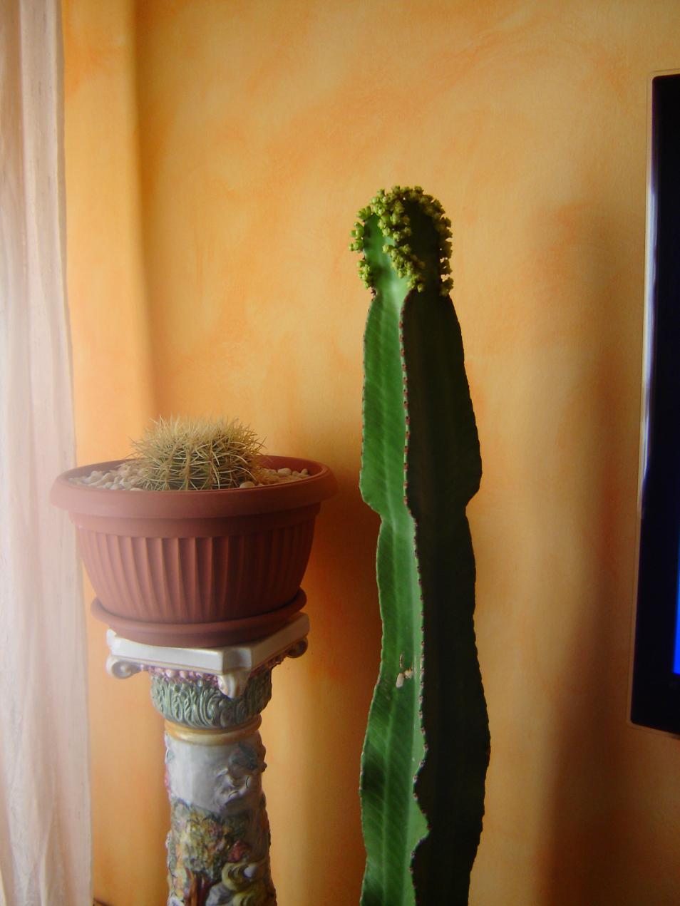 le mie amiche del cuore
cactus e cuscino della suocera