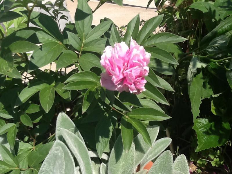Le peonie