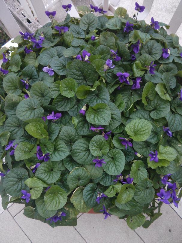 Le violette mammole, tramandate da generazioni