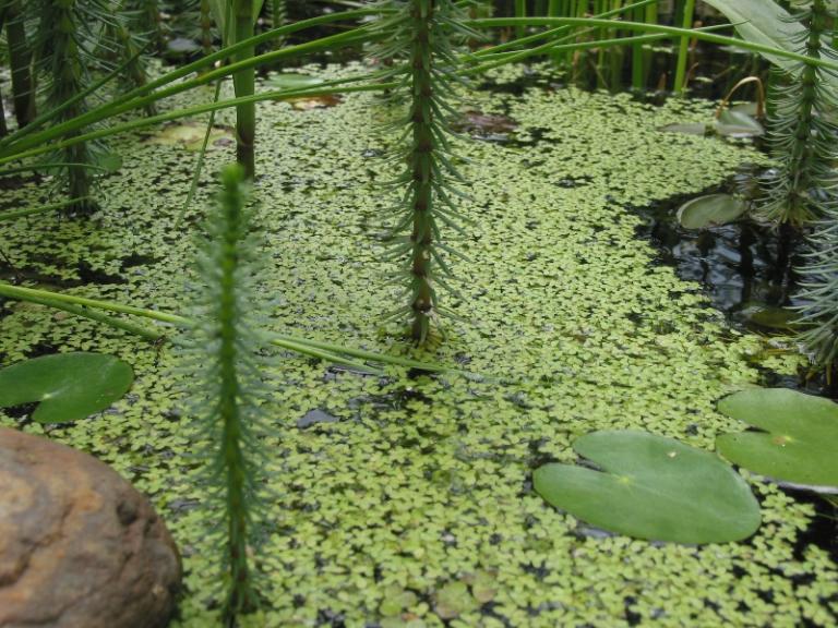 Lemna minor - Lenticchia d'acqua