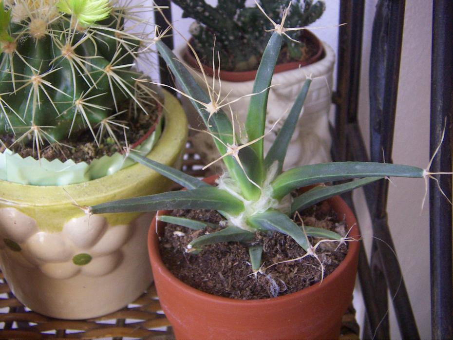 LEUCHTENBERGIA PRIN