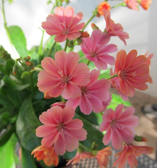 LEWISIA COTYLEDON