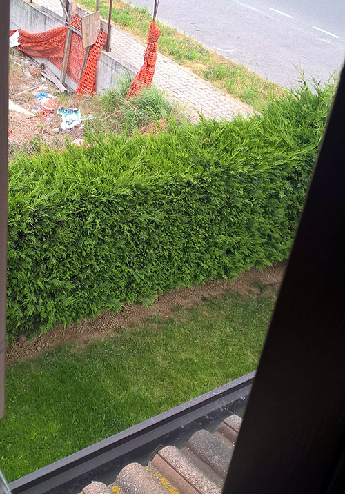 Leylandii 2 1