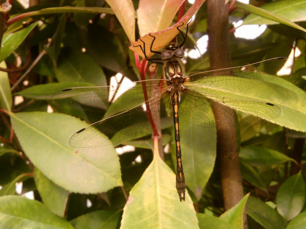 LIBELLULA.