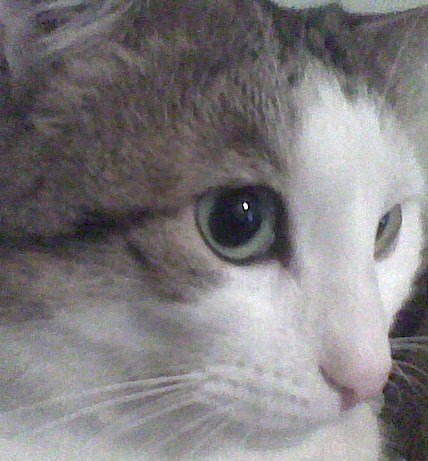 Lilio, 7 anni.... quasi 10 chili di dolcezza e bontà