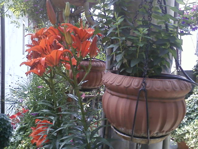 lilium 2.