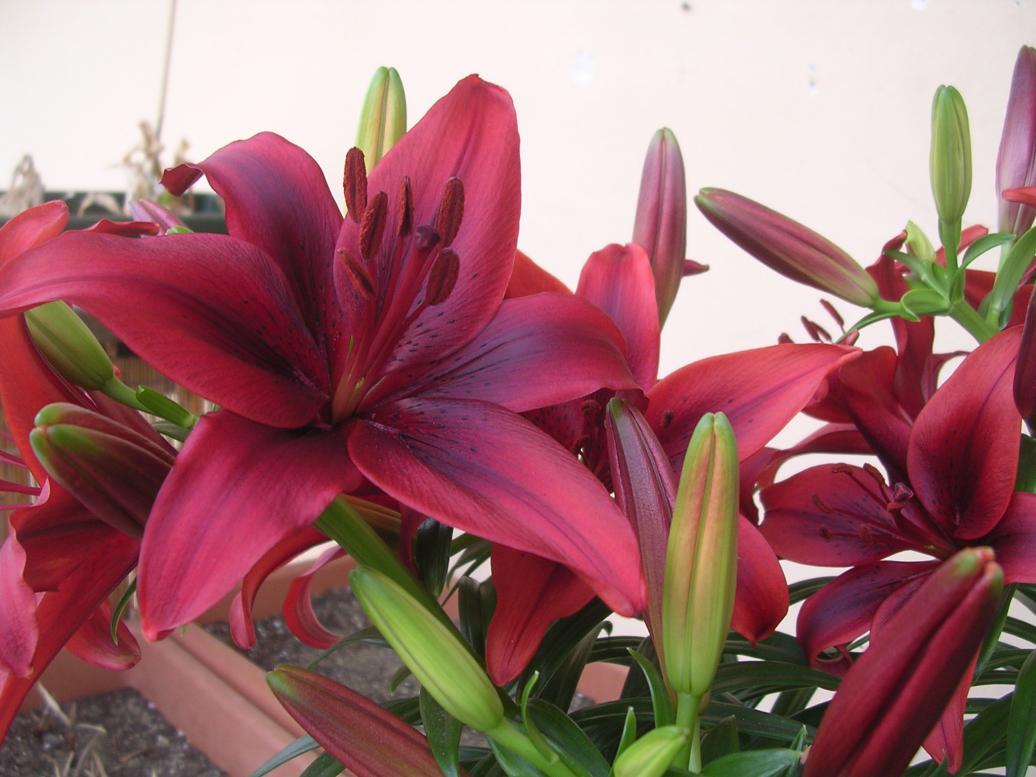 Lilium 4