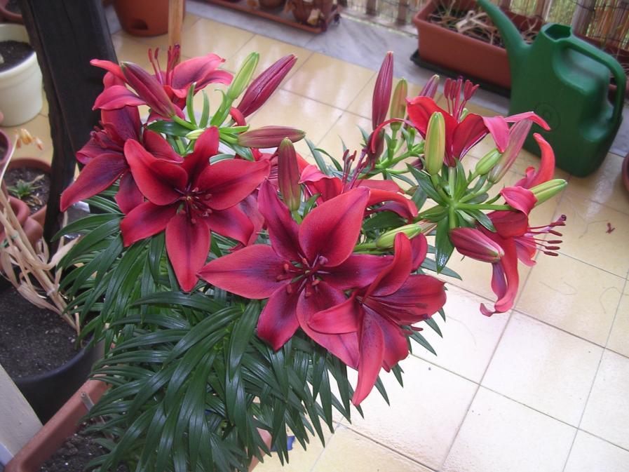 Lilium 5