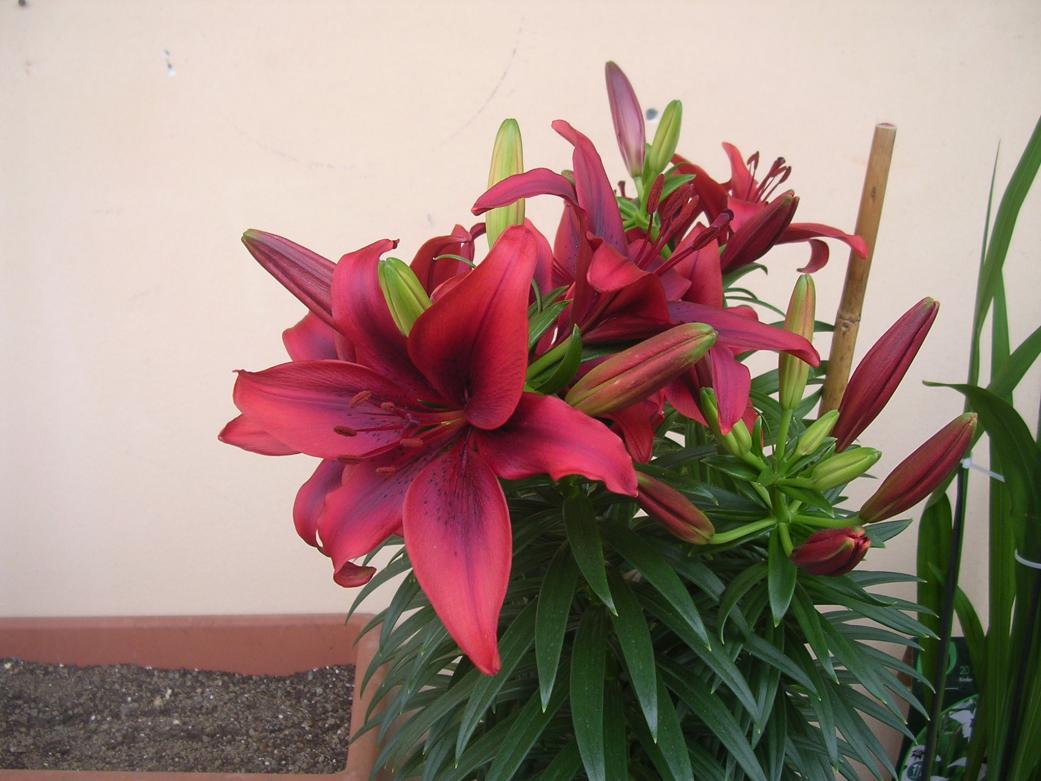 Lilium 6