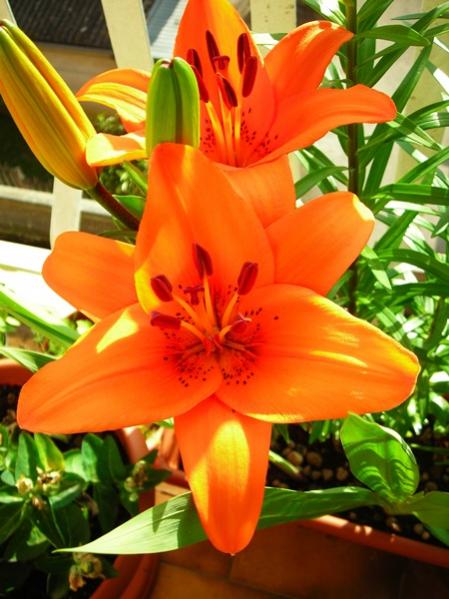 lilium arancio