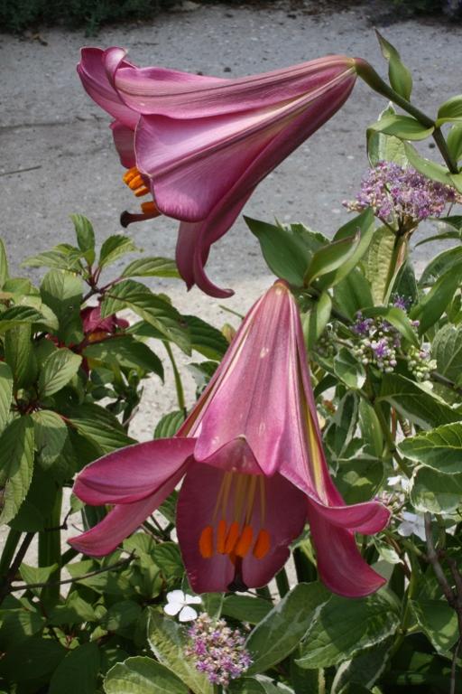 lilium   Copia