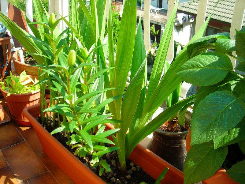 lilium e gladioli...