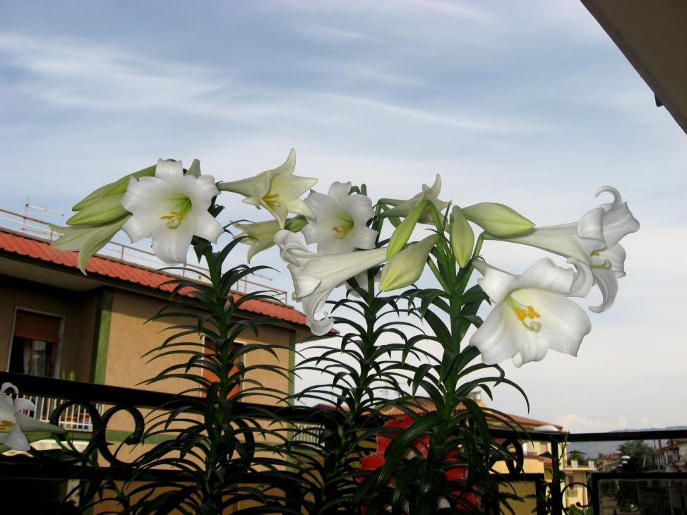 Lilium longiflorum