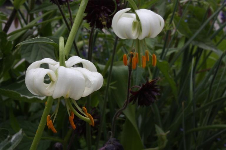 lilium Martagon Alba