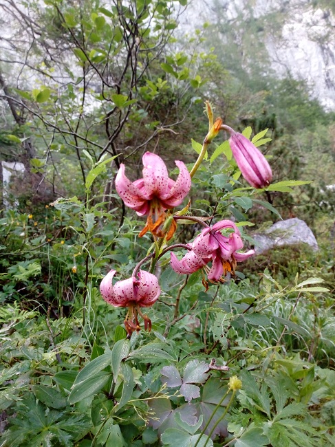 Lilium martagon.jpg