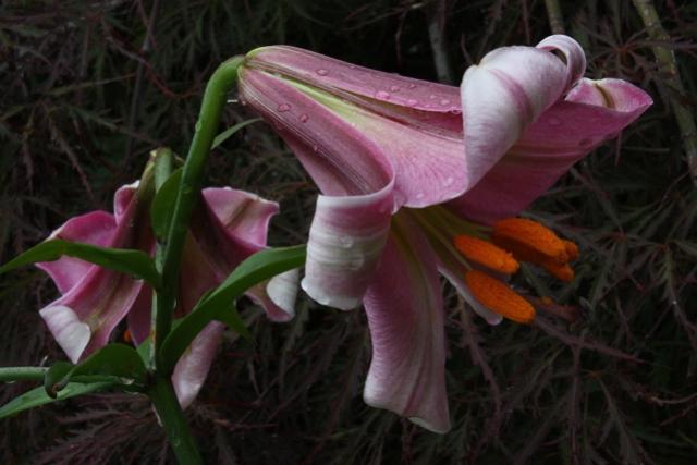 Lilium Regale  Perfect Lilac
