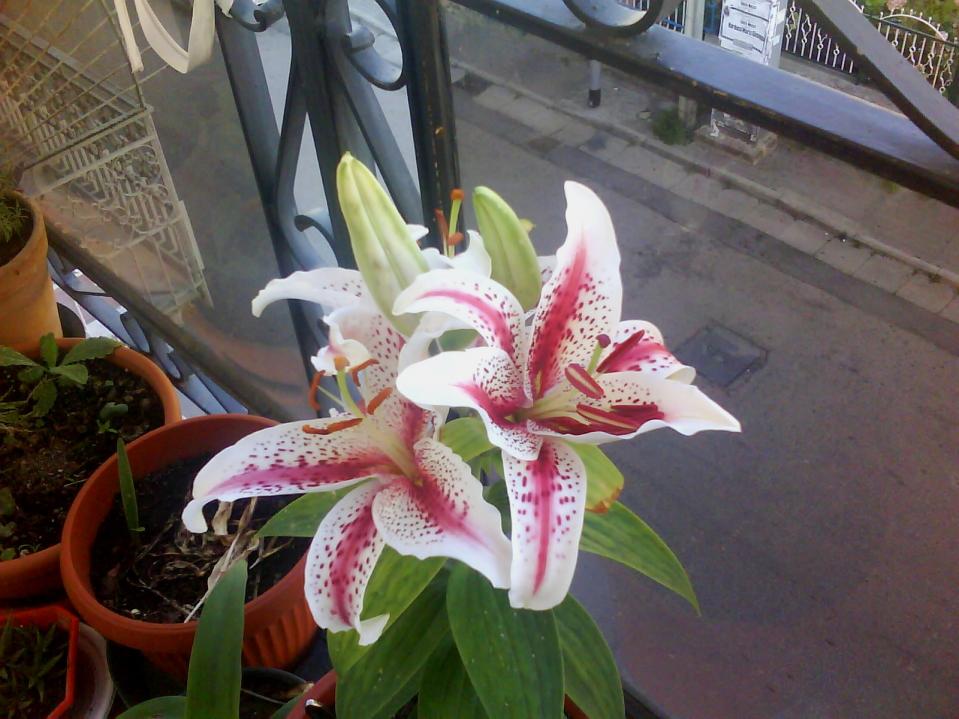 Lilium tiger woods