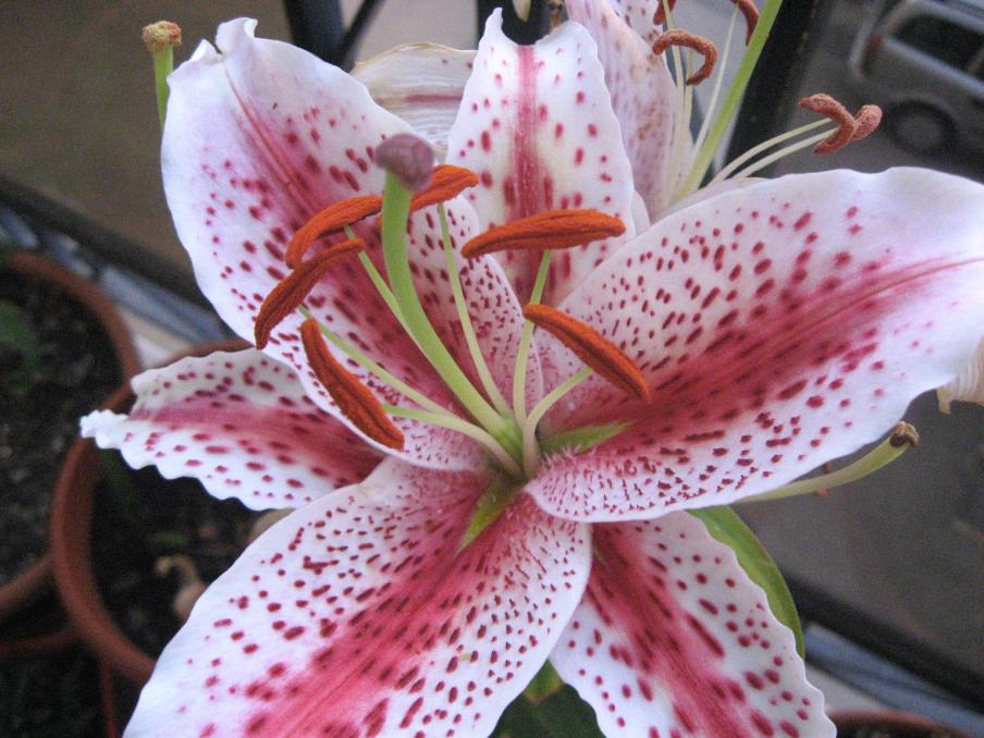 Lilium tiger woods