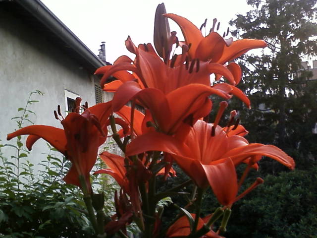 lilium.