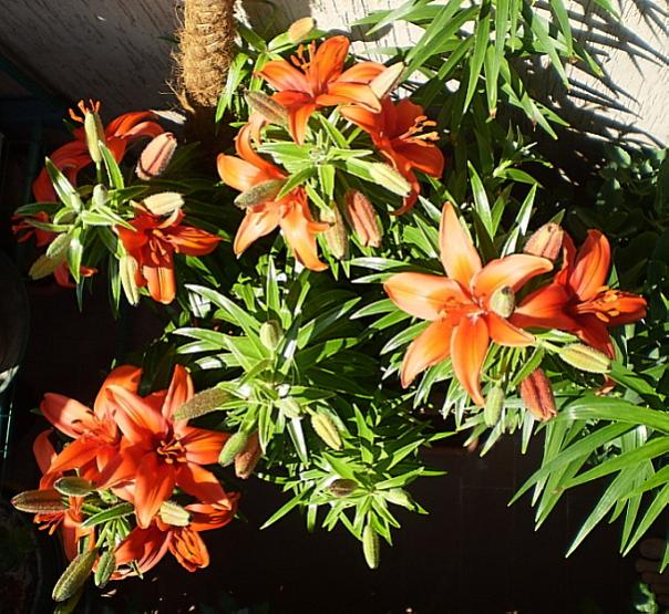 Lilium12AF