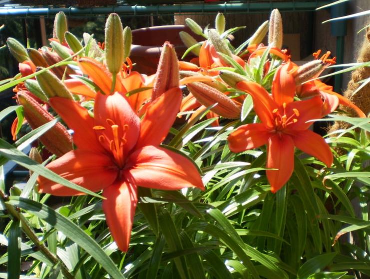 Lilium12BF