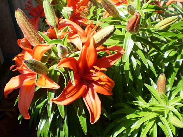 Lilium12CF