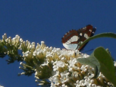 Limenitis reducta amaranto