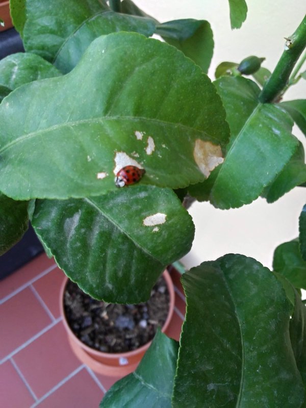 limon4.jpg