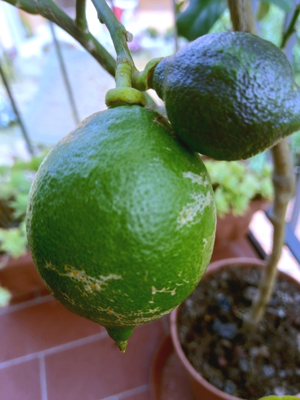 limon5.jpg