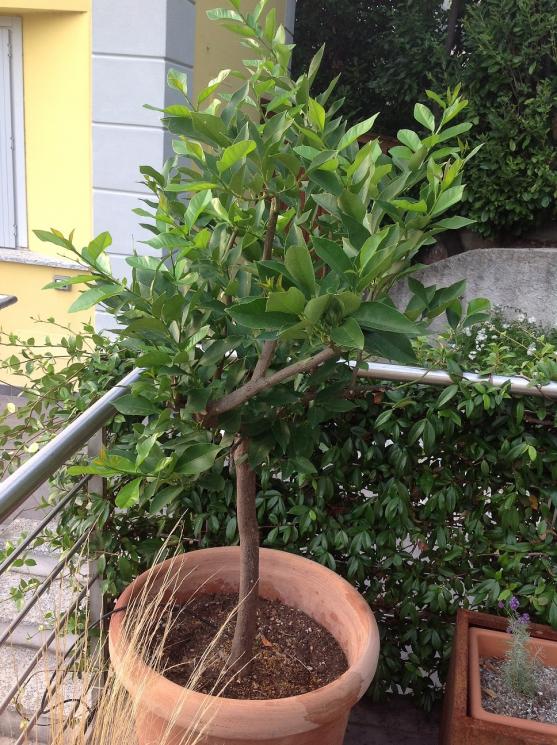 Limone