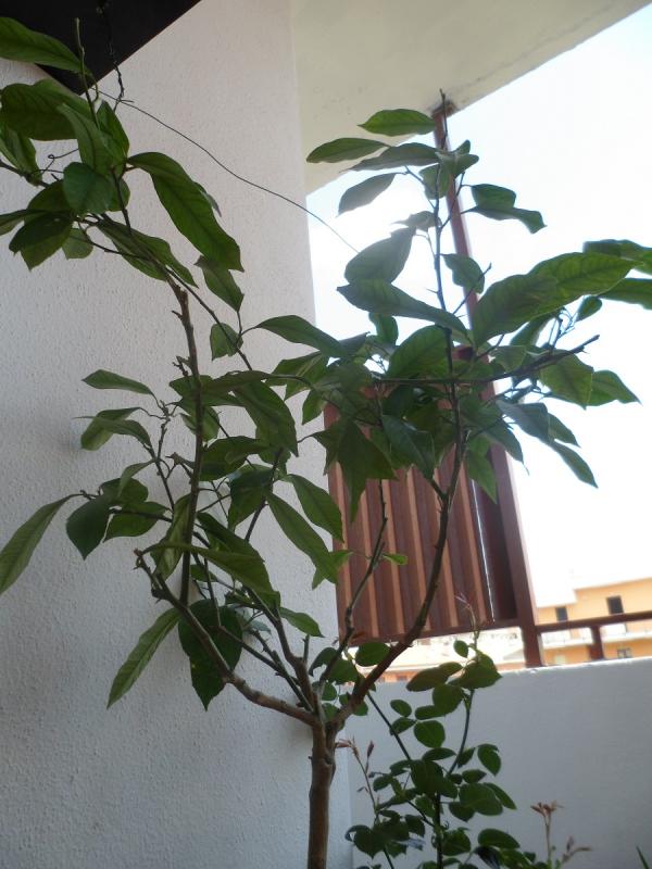 Limone