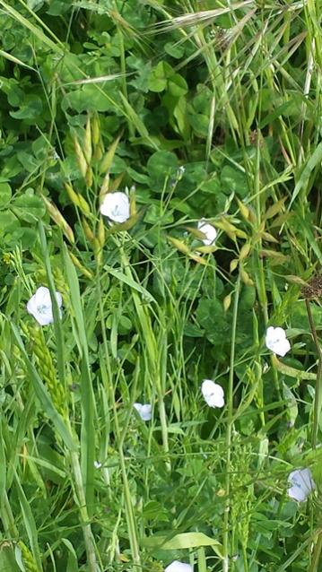 LINUM BIENNE (Lino selvatico)