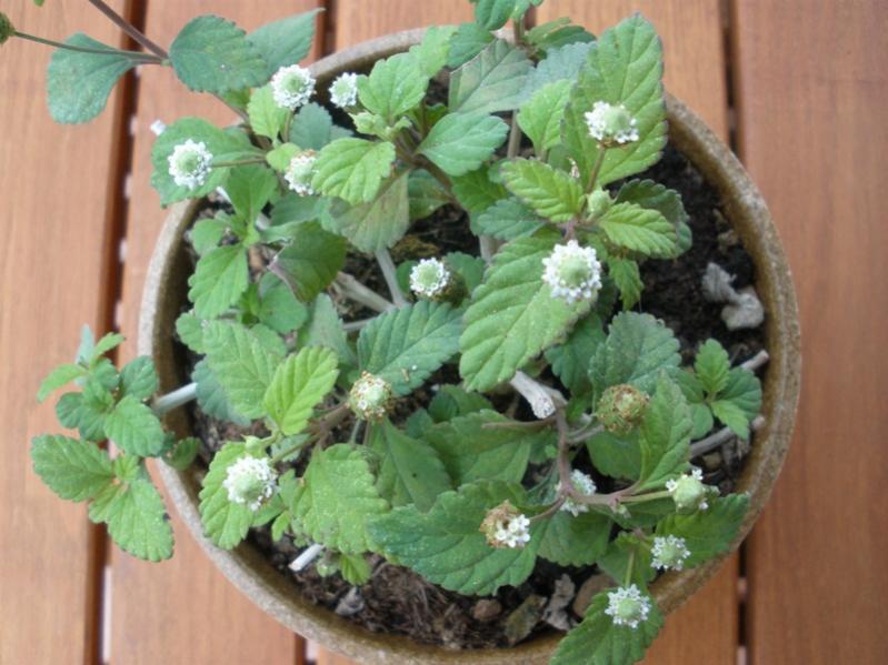 lippia dulcis